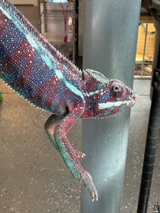 AMBANJA Panther Chameleon: (E15)