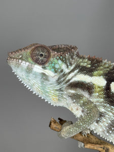 SAMBAVA Panther Chameleon: (E23)