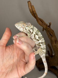 AMBANJA  FEMALE Panther Chameleon: 🚺 (R1)