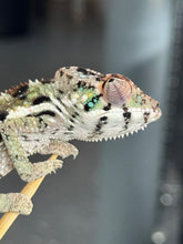 Load image into Gallery viewer, SAMBAVA Panther Chameleon: Marley x Mabel (Q14)

