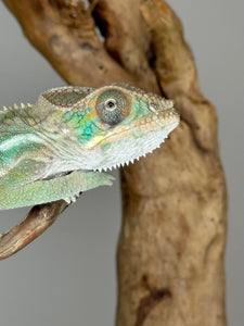 SURPRISE! Panther Chameleon: (E32)