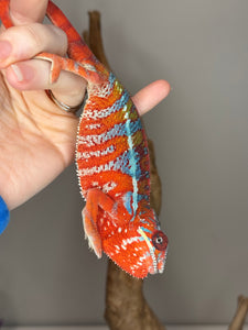 AMBILOBE Panther Chameleon: (E16)
