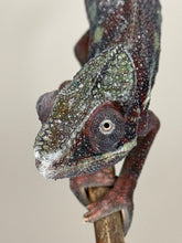 Load image into Gallery viewer, AMBANJA Panther Chameleon: (E15)
