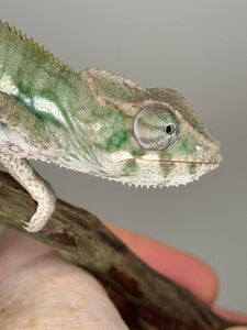 AMBILOBE Panther Chameleon: (E12)