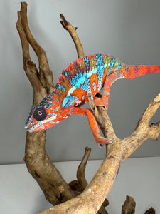 AMBILOBE Panther Chameleon: (E16)