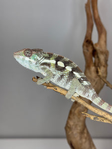 SAMBAVA Panther Chameleon: (E23)