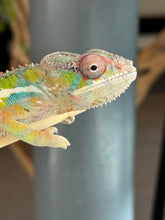 Load image into Gallery viewer, AMBILOBE Panther Chameleon: (E35)
