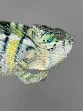 Load image into Gallery viewer, AMBILOBE Panther Chameleon: (E5)
