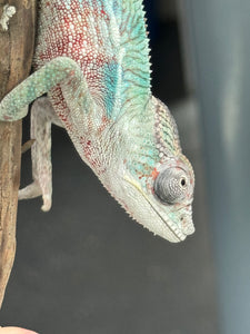 AMBILOBE Panther Chameleon: (E36)