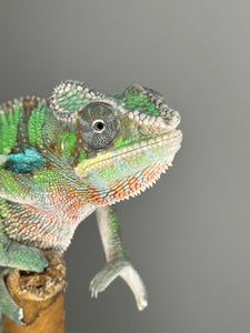 AMBILOBE Male Panther Chameleon: (E7)