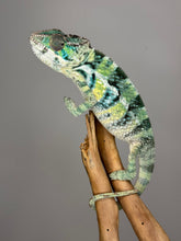 Load image into Gallery viewer, AMBILOBE Panther Chameleon: (E5)
