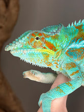Load image into Gallery viewer, 💎 Stunning Adult Ambanja Panther Chameleon Holdback – Vibrant Turquoise with Red/Orange Barring | H8
