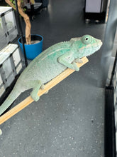 Load image into Gallery viewer, NOSY BE Panther Chameleon male: (E28)
