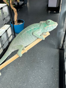 NOSY BE Panther Chameleon male: (E28)