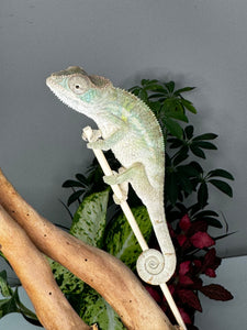 AMBILOBE male panther chameleon: Flash x Opal (R1)