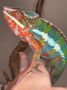 AMBILOBE Panther Chameleon: (B3)