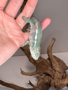 SURPRISE! Panther Chameleon: (E7)