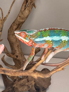 AMBILOBE Panther Chameleon: (B3)