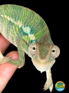 AMBILOBE Panther Chameleon male: (E4)