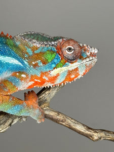 AMBILOBE Panther Chameleon: (J5)