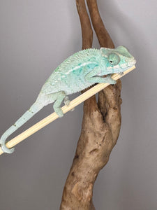 NOSY BE Panther Chameleon male: (E28)