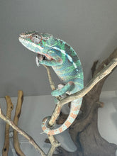 Load image into Gallery viewer, AMBILOBE Male Panther Chameleon: (E14)
