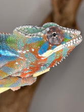 Load image into Gallery viewer, AMBILOBE Panther Chameleon: (E23)
