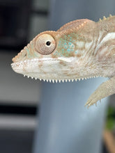 Load image into Gallery viewer, AMBILOBE FEMALE Panther Chameleon: 🚺 (E33)
