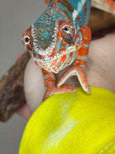 Load image into Gallery viewer, AMILOBE Panther Chameleon: (J1)
