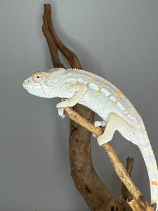 AMBILOBE FEMALE Panther Chameleon: 🚺 (E12)