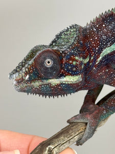 AMBANJA Panther Chameleon: (E15)