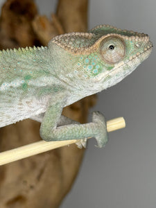 AMBILOBE FEMALE Panther Chameleon: 🚺 (E11)