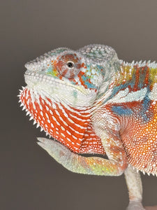 AMBILOBE Panther Chameleon: (J3)