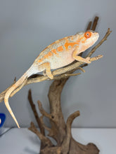Load image into Gallery viewer, AMBILOBE FEMALE Panther Chameleon: 🚺 (C6)
