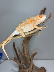 AMBILOBE FEMALE Panther Chameleon: 🚺 (C6)