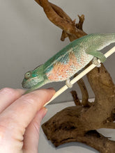 Load image into Gallery viewer, AMBILOBE Panther Chameleon: (E7)
