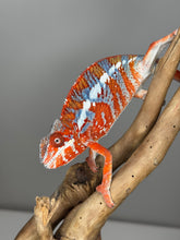 Load image into Gallery viewer, AMILOBE Panther Chameleon: (E34)
