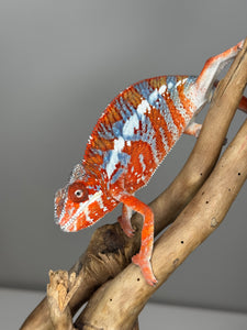 AMILOBE Panther Chameleon: (E34)