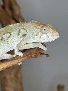 AMBILOBE FEMALE Panther Chameleon: 🚺 (E33)