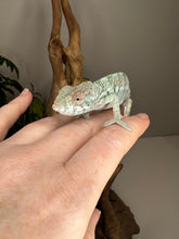 Load image into Gallery viewer, AMBILOBE FEMALE Panther Chameleon: Rogue x Phoenix (S11)
