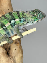 Load image into Gallery viewer, Ambilobe Male Panther Chameleon: Flash x Opal (E18)
