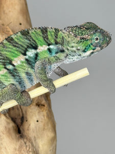 Ambilobe Male Panther Chameleon: Flash x Opal (E18)