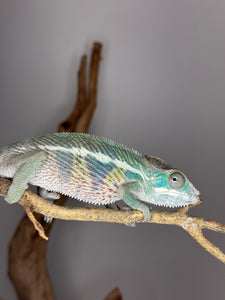 AMBILOBE Panther Chameleon: (E14)