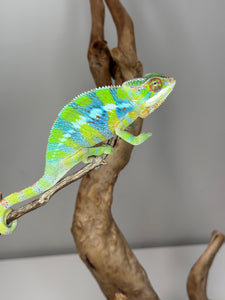 AMBILOBE Panther Chameleon: (E12)