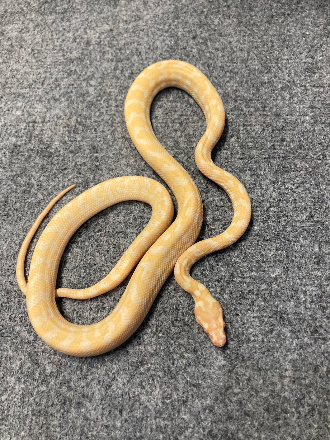 Albino Darwin Carpet Python (3)