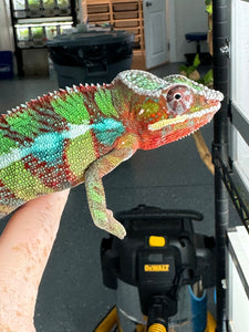 AMBILOBE Panther Chameleon male: (E6)