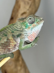 Ambilobe Male Panther Chameleon: Flash x Opal (E13)