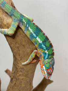 AMBILOBE Panther Chameleon: (J4)