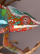 Load image into Gallery viewer, AMBILOBE Panther Chameleon: (B3)
