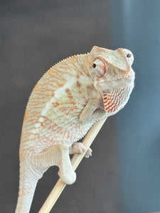 AMBANJA  FEMALE Panther Chameleon: Dubois x Ellie (S2)